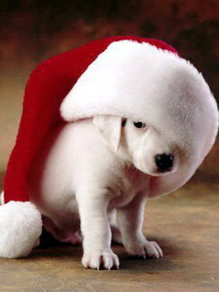 xmas_pooch1