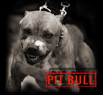 Pit-bull