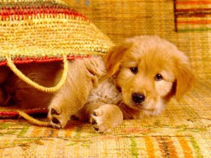 f492a2ccd6_10376891_o2